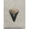 Megalodon Tooth, Bone Valley, Florida, 2.00 inch Prehistoric Online