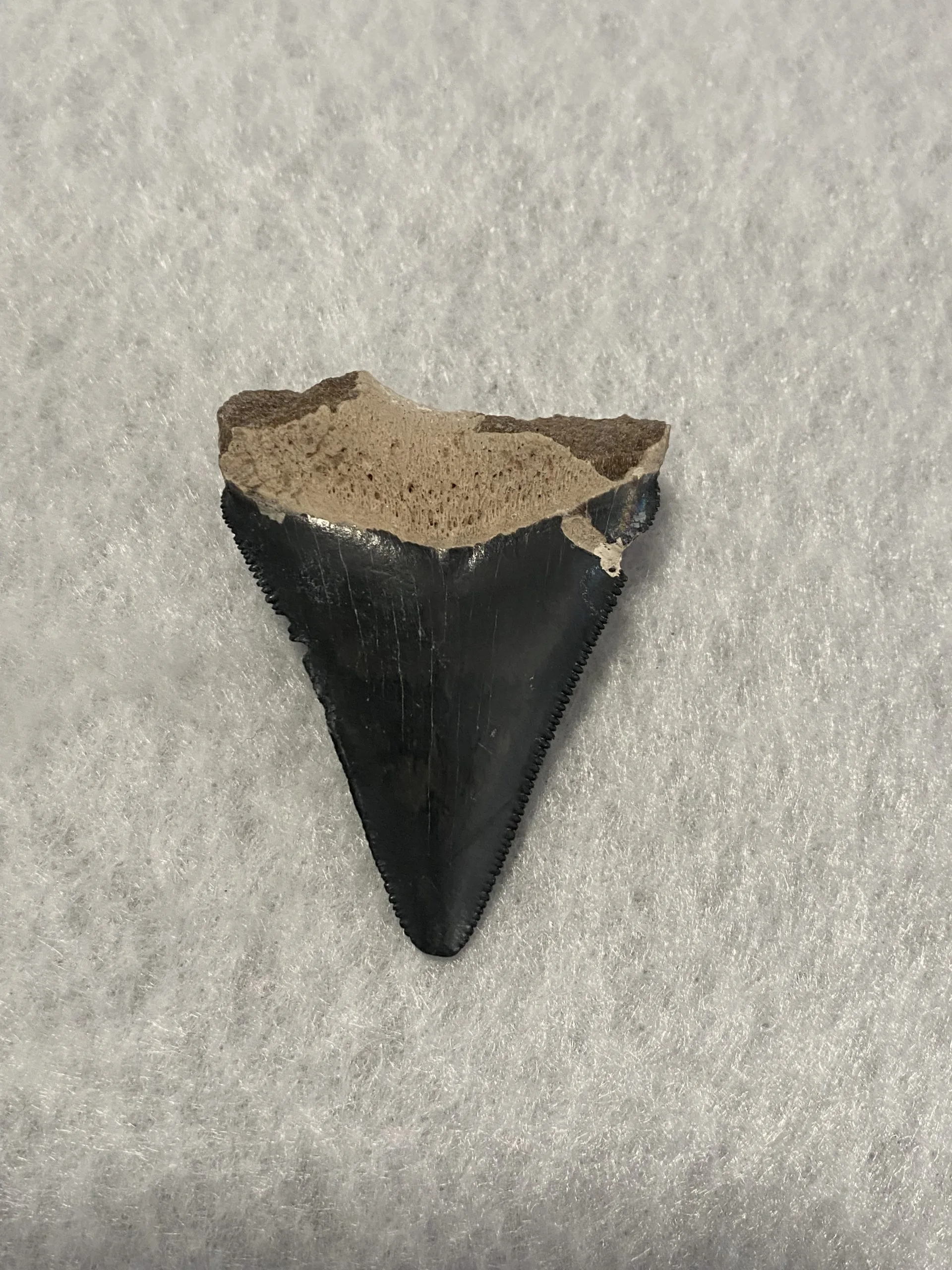 Megalodon Tooth, Bone Valley, Florida, 2.00 inch Prehistoric Online