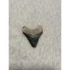 Megalodon Tooth, Bone Valley, Florida,1.60 inch Prehistoric Online