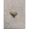 Megalodon Tooth  Bone Valley, Florida 1.20 inch Prehistoric Online