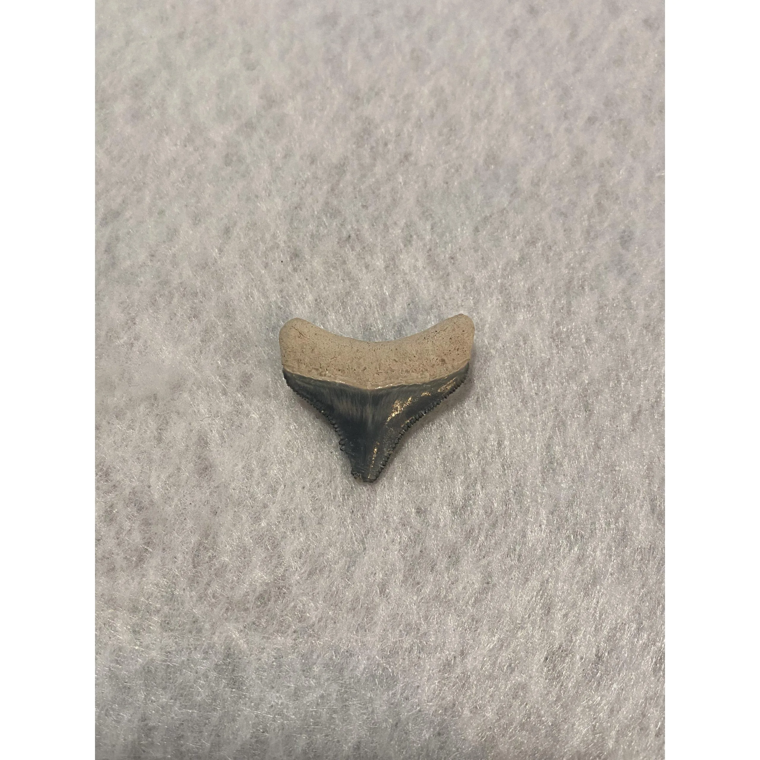 Megalodon Tooth, Bone Valley, Florida,1.20 inch Prehistoric Online