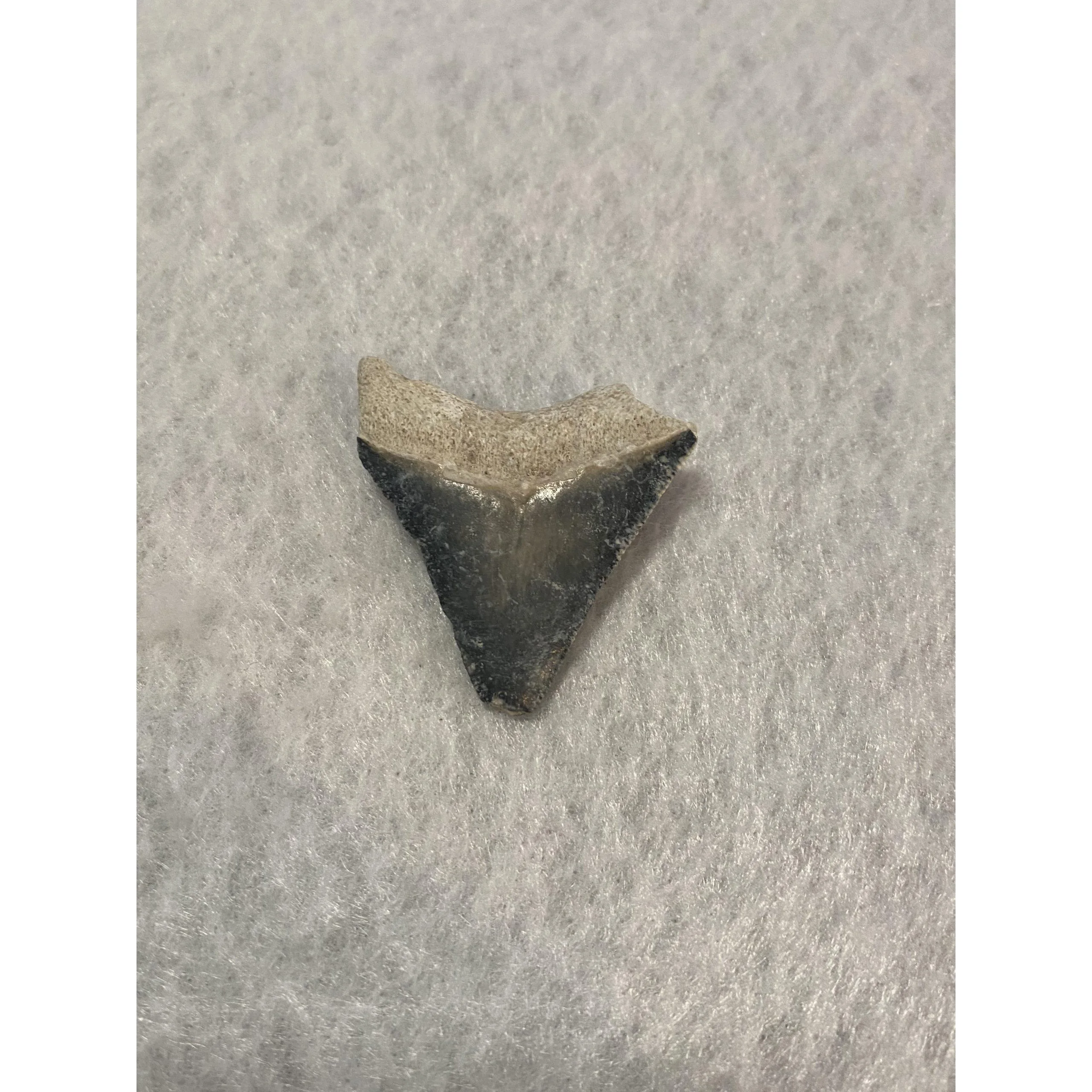 Megalodon Tooth  Bone Valley, Florida 1.69 inch Prehistoric Online