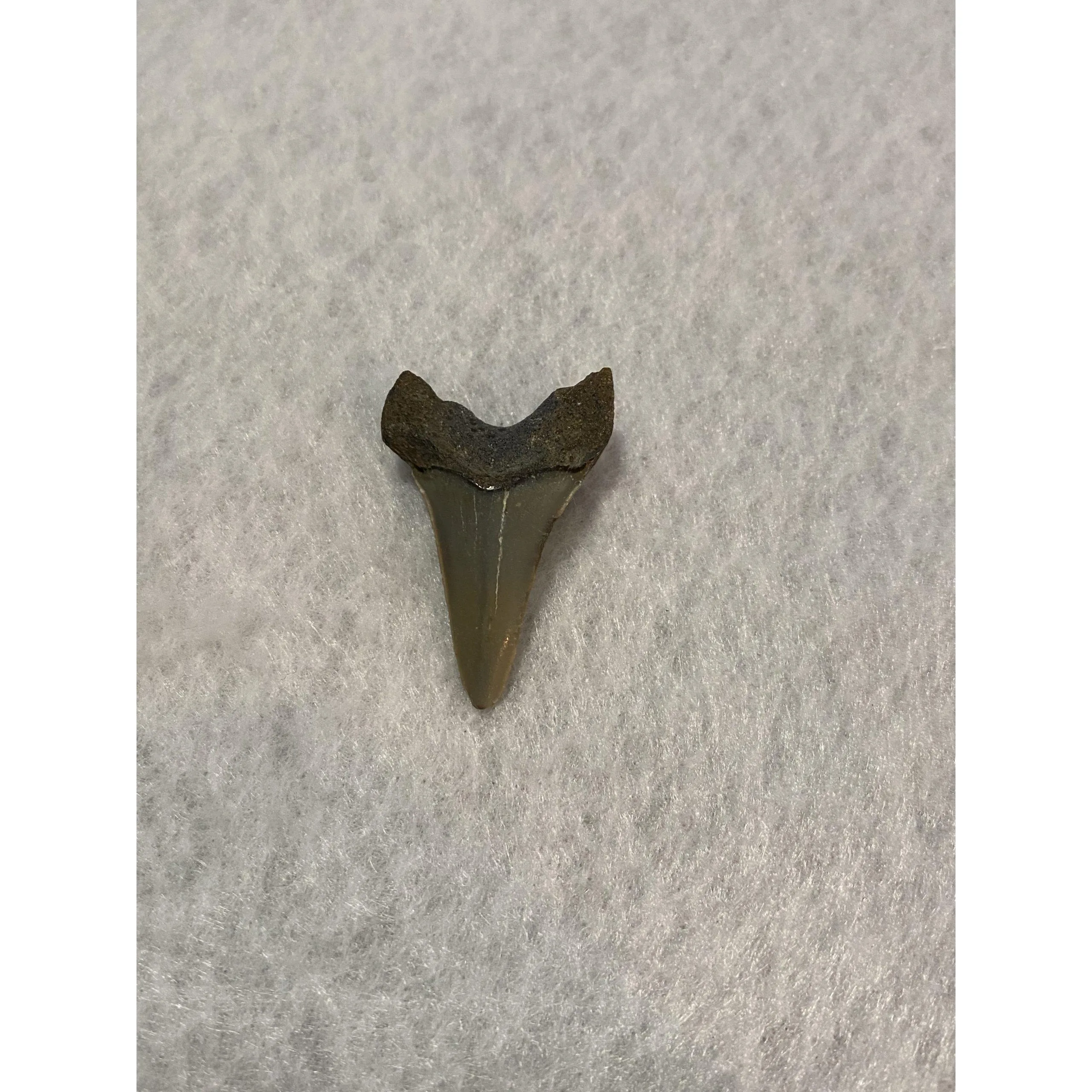 Megalodon Tooth, Bone Valley, Florida,1.55 inch Prehistoric Online
