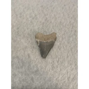 Megalodon Tooth  Bone Valley, Florida 1.55 inch Prehistoric Online