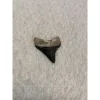 Megalodon Tooth, Bone Valley, Florida,1.65 inch Prehistoric Online