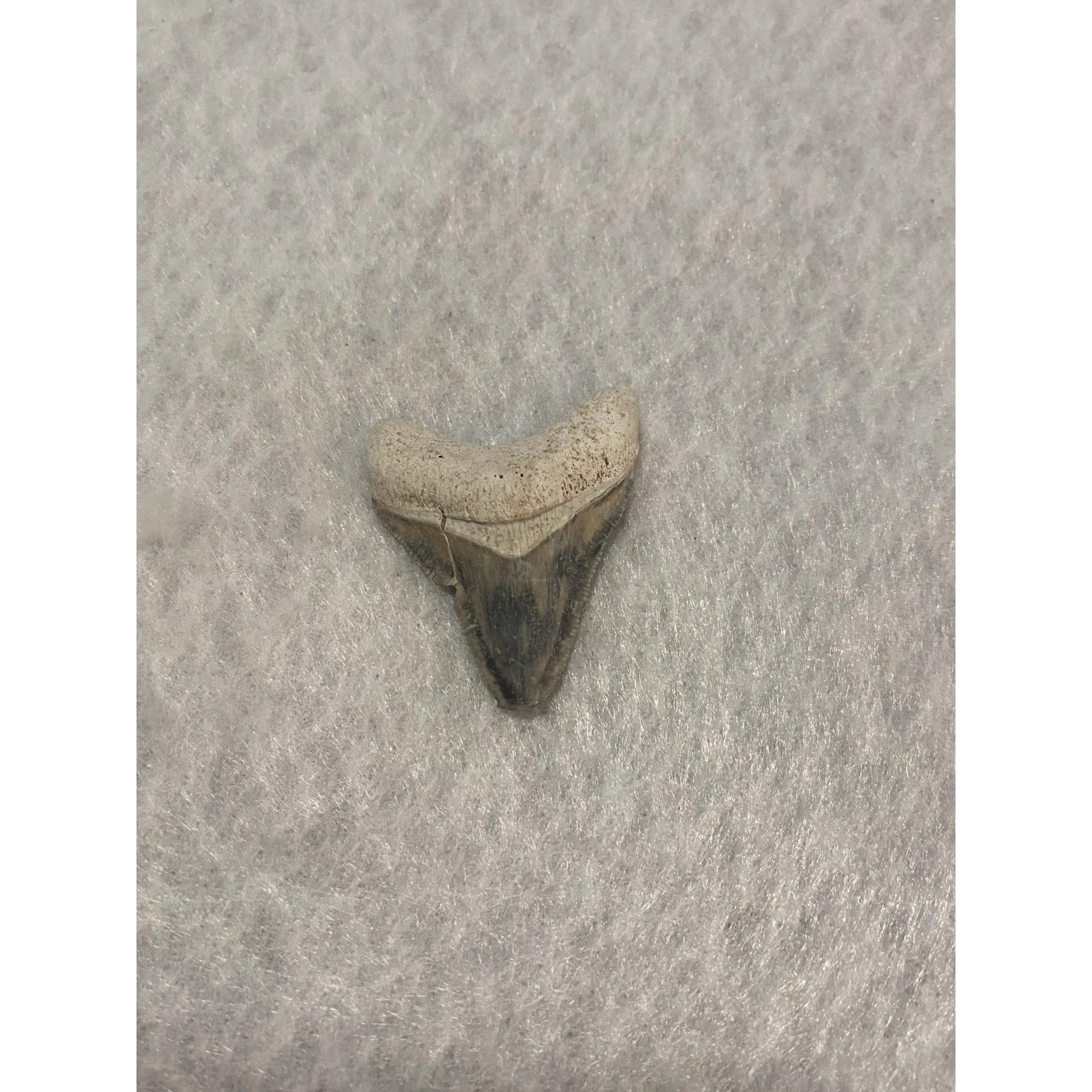 Megalodon Tooth, Bone Valley, Florida,1.60 inch Prehistoric Online