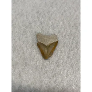 Megalodon Tooth  Bone Valley, Florida 1.65 inch Prehistoric Online