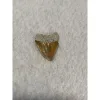 Megalodon Tooth, Bone Valley, Florida,1.65 inch Prehistoric Online
