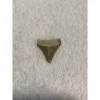 Megalodon Tooth, Bone Valley, Florida,1.30 inch Prehistoric Online
