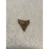 Megalodon Tooth, Bone Valley, Florida,1.30 inch Prehistoric Online