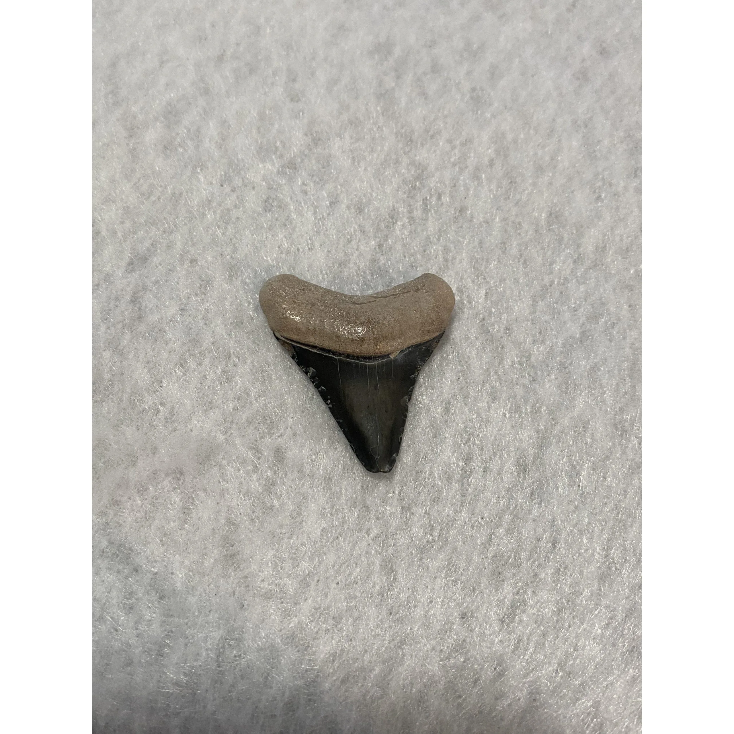 Megalodon Tooth, Bone Valley, Florida, 1.30 inch Prehistoric Online