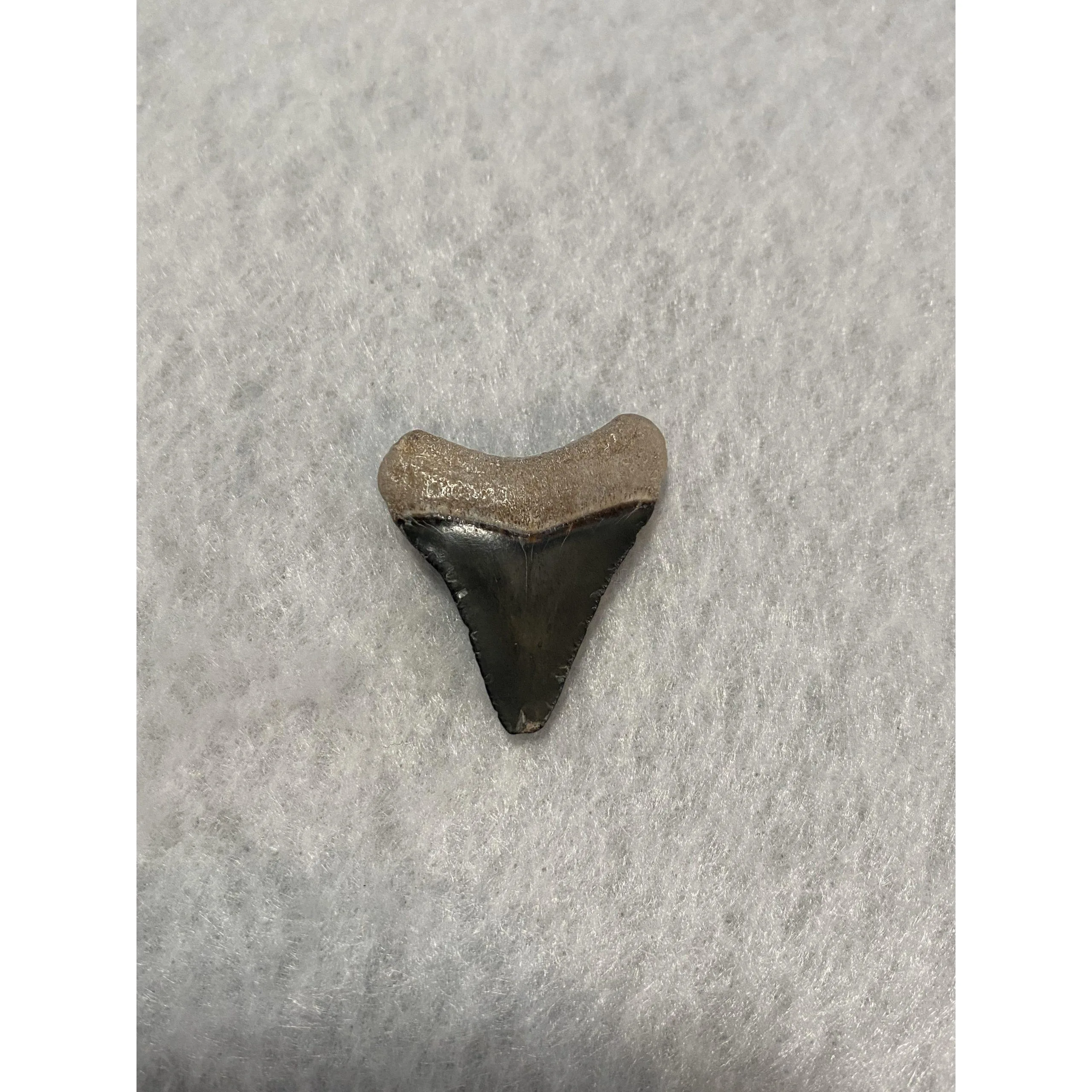 Megalodon Tooth, Bone Valley, Florida, 1.30 inch Prehistoric Online