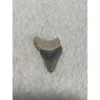 Megalodon Tooth  Bone Valley, Florida 1.80 inch Prehistoric Online