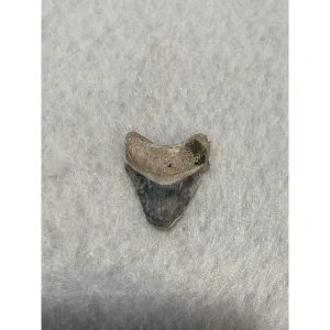 Megalodon Tooth  Bone Valley, Florida 1.30 inch Prehistoric Online