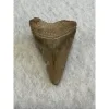 Megalodon Tooth  Bone Valley, Florida 2.20 inch Prehistoric Online