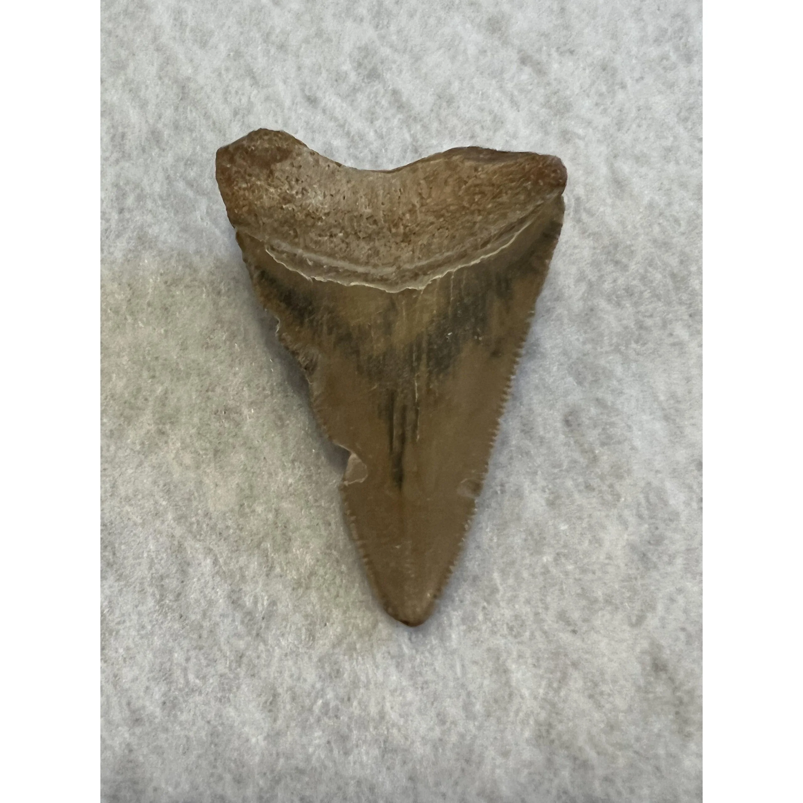 Megalodon Tooth, Bone Valley, Florida, 2.20 inch Prehistoric Online