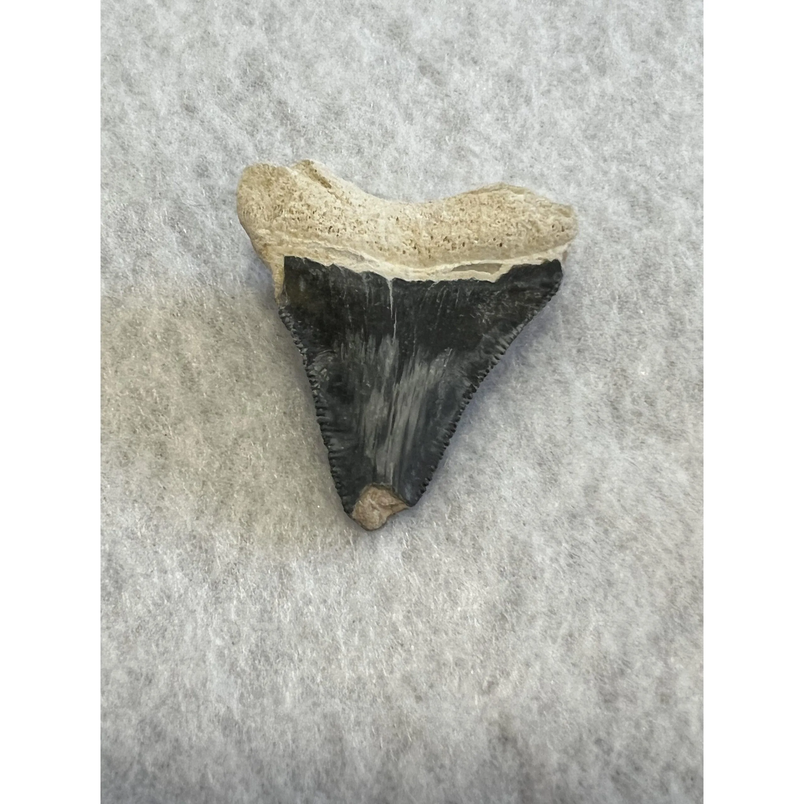 Megalodon Tooth, Bone Valley, Florida, 1.51 inch Prehistoric Online