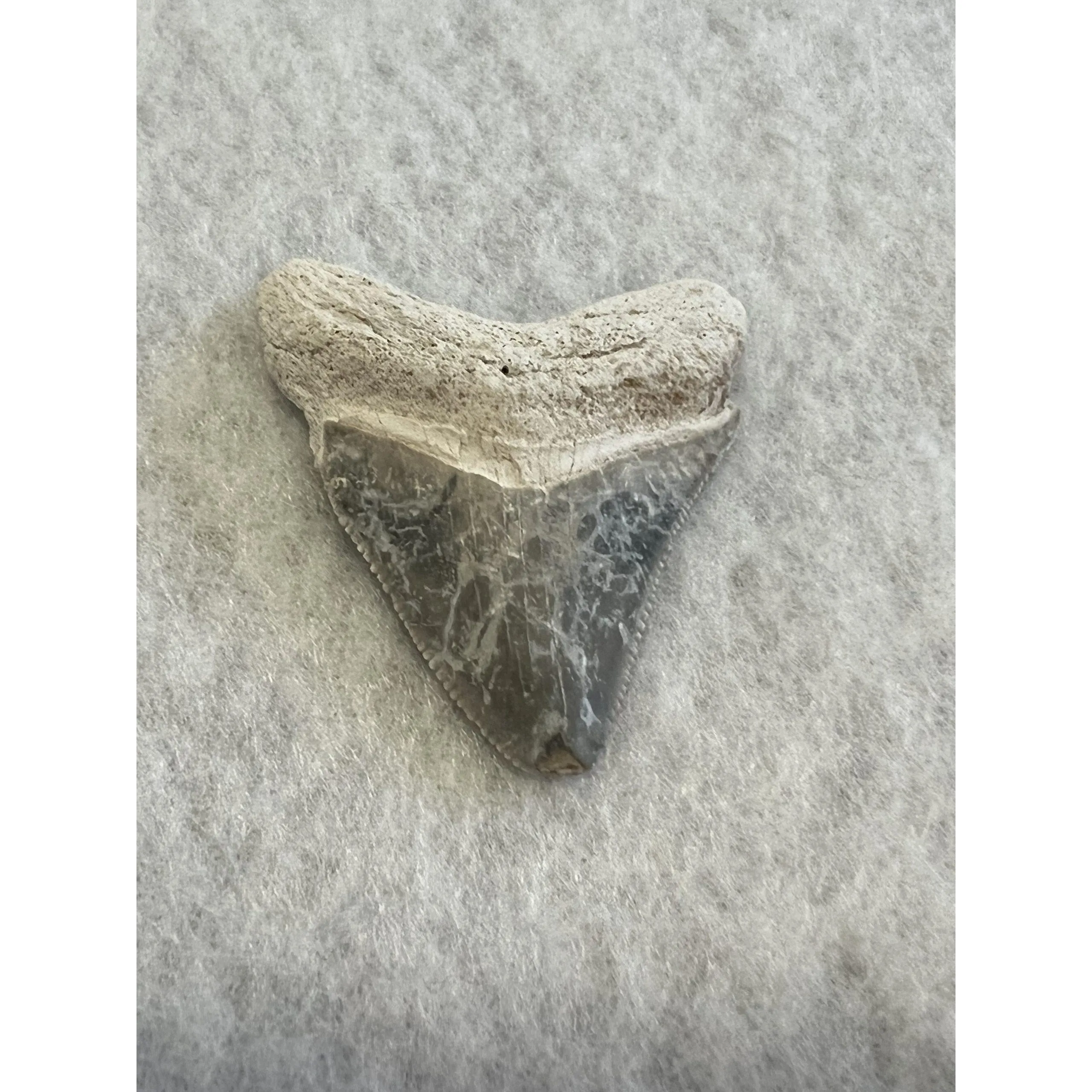 Megalodon Tooth, Bone Valley, Florida, 1.74 inch Prehistoric Online