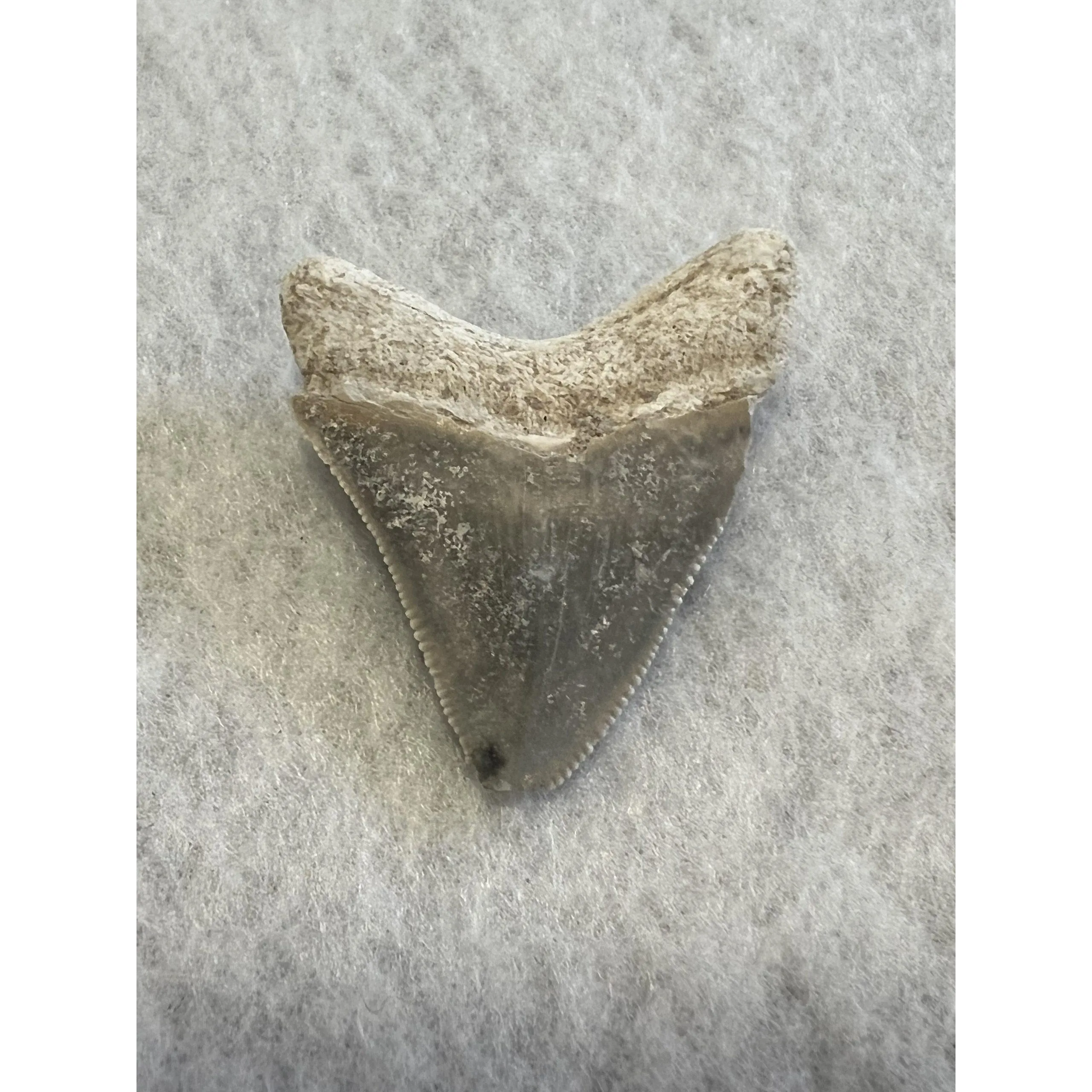 Megalodon Tooth  Bone Valley, Florida 1.74 inch Prehistoric Online