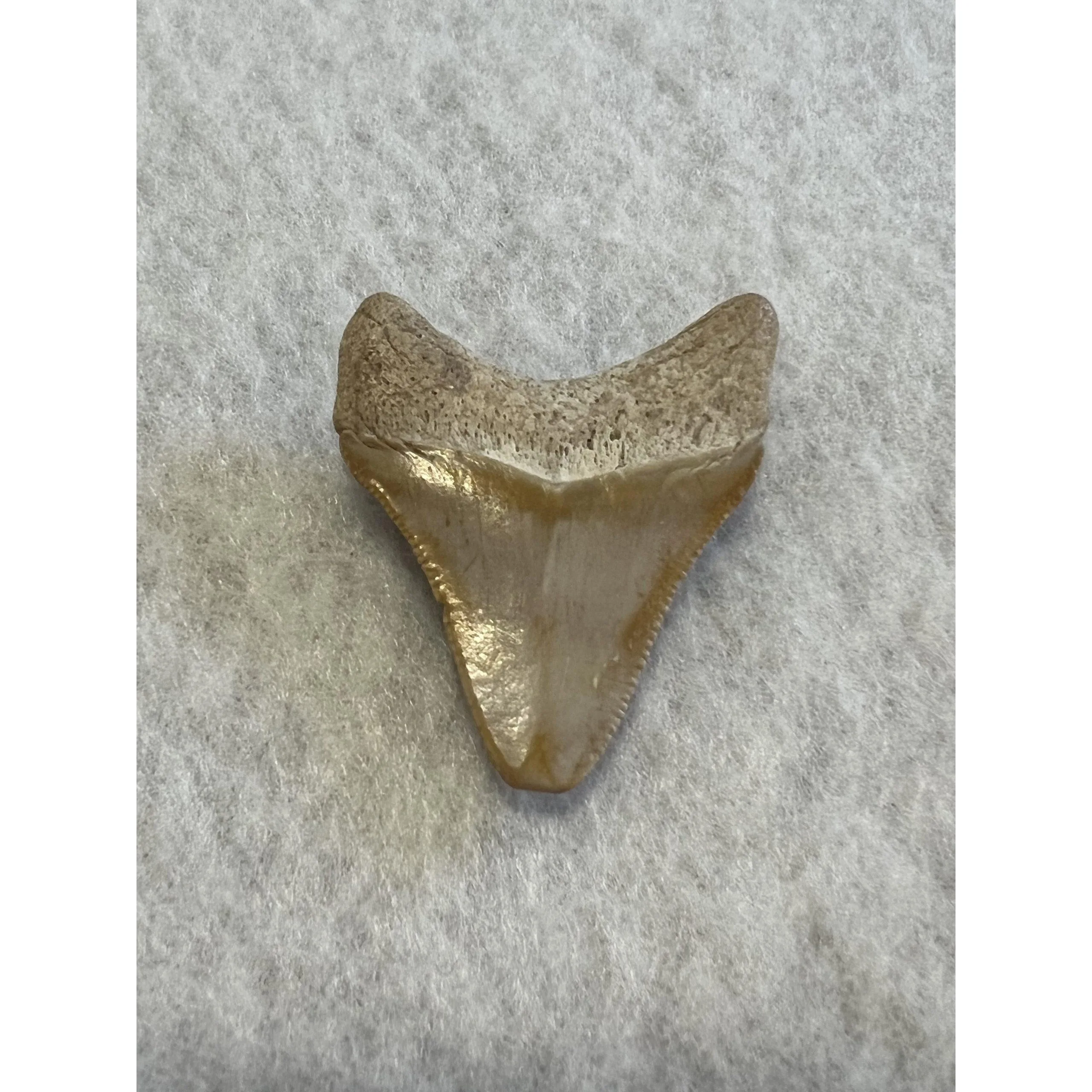 Megalodon Tooth  Bone Valley, Florida 1.76 inch Prehistoric Online