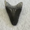 Megalodon Tooth, Bone Valley, Florida, 2.30 inch Prehistoric Online