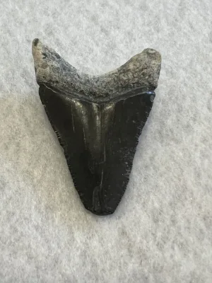 Megalodon Tooth  Bone Valley, Florida 2.30 inch Prehistoric Online
