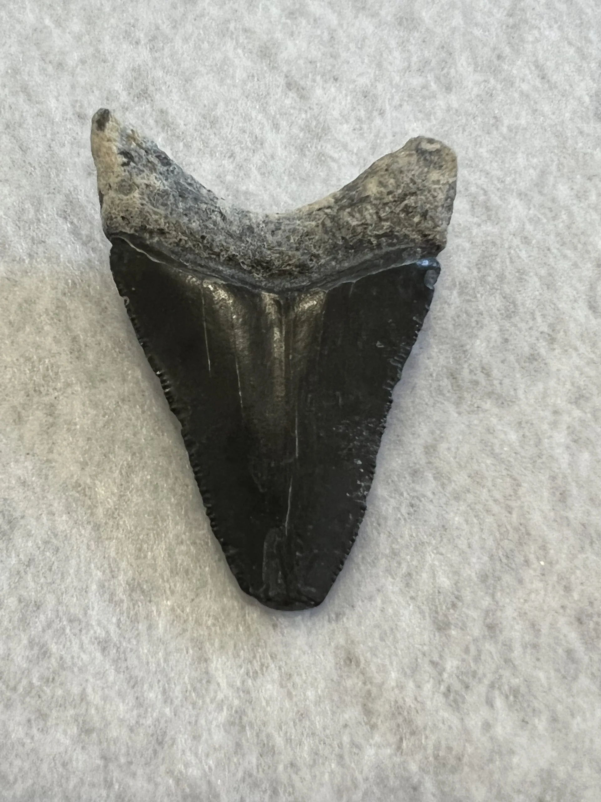Megalodon Tooth, Bone Valley, Florida, 2.30 inch Prehistoric Online