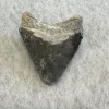 Megalodon Tooth,  Bone Valley, Florida 1.76 inch Prehistoric Online