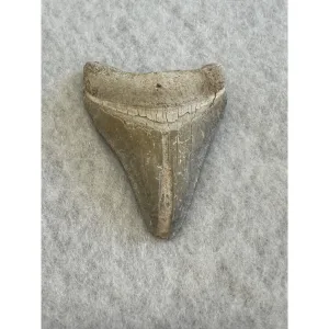 Megalodon Tooth  Bone Valley, Florida 2.24 inch Prehistoric Online