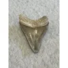 Megalodon Tooth  Bone Valley, Florida 2.24 inch Prehistoric Online