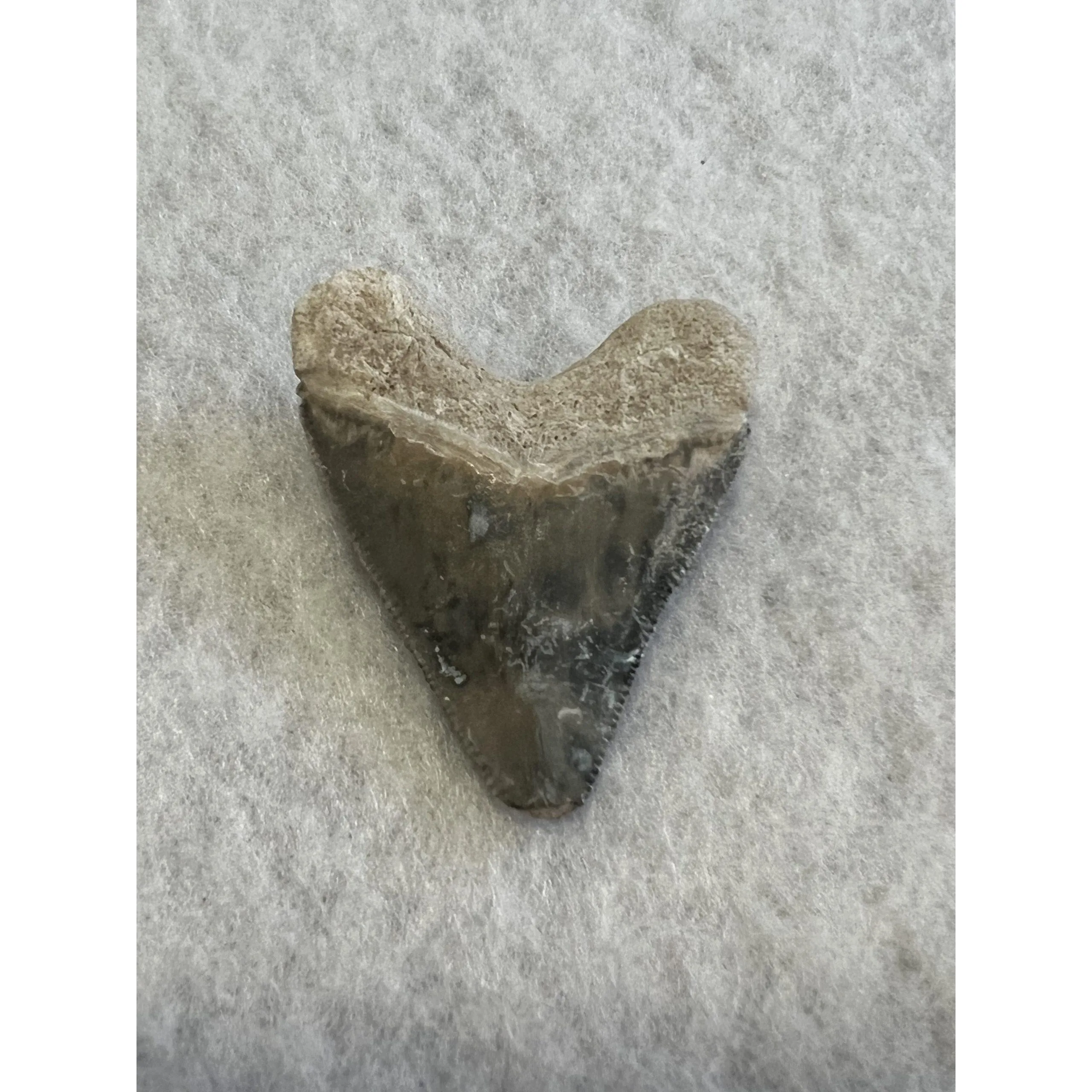 Megalodon Tooth, Bone Valley, Florida,1.73 inch Prehistoric Online