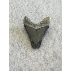 Megalodon Tooth  Bone Valley, Florida 1.60 inch Prehistoric Online