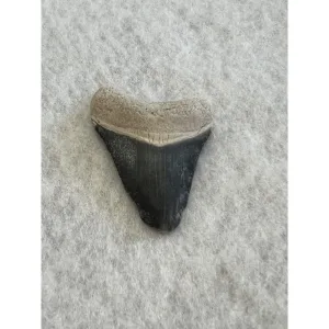 Megalodon Tooth  Bone Valley, Florida 1.50 inch Prehistoric Online