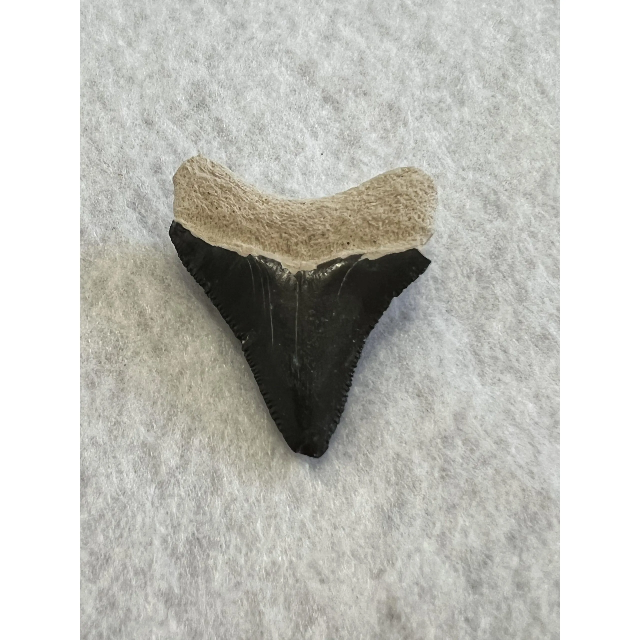 Megalodon Tooth, Bone Valley, Florida, 1.75 inch Prehistoric Online