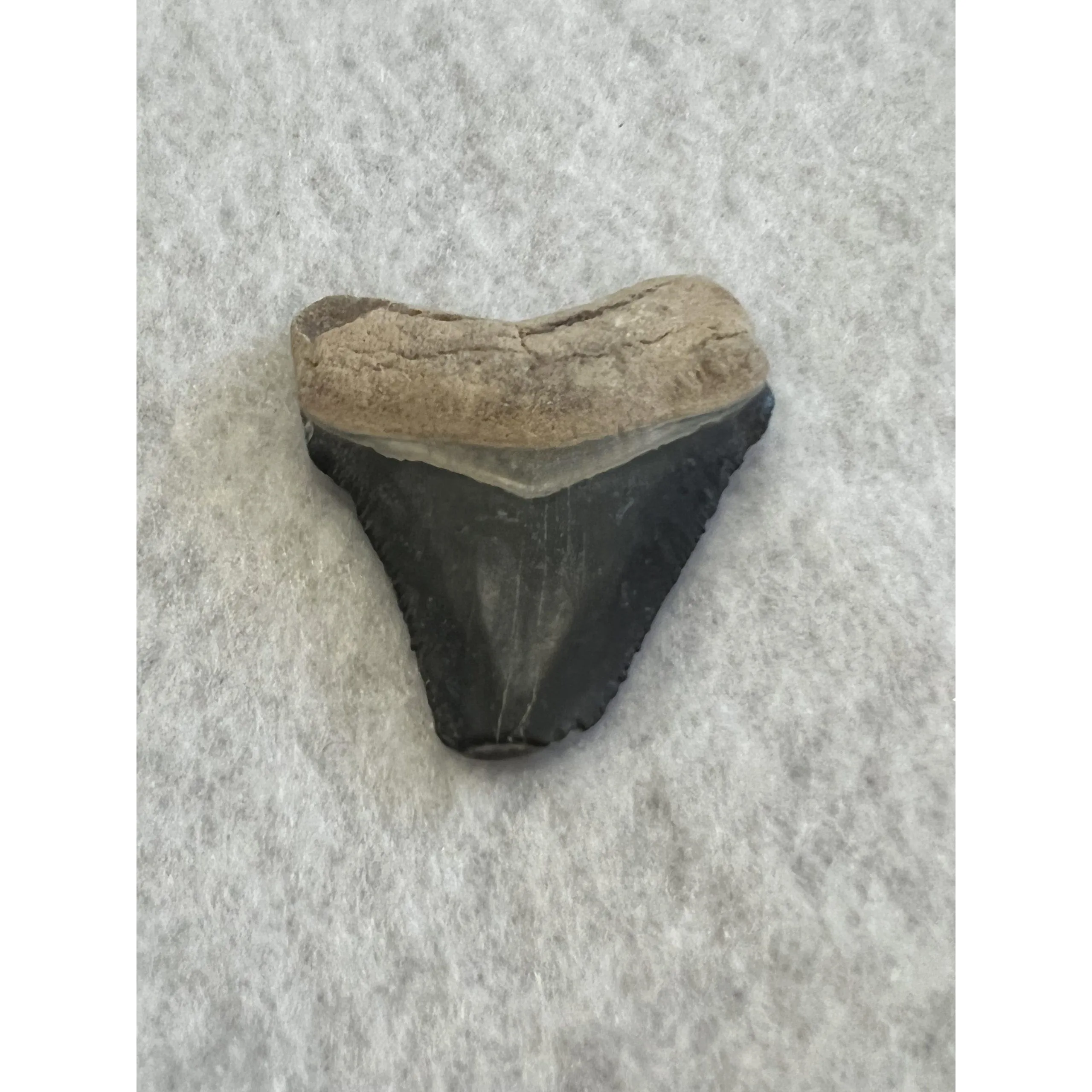 Megalodon Tooth, Bone Valley, Florida, 1.83 inch Prehistoric Online