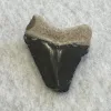 Megalodon Tooth  Bone Valley, Florida 1.83 inch Prehistoric Online