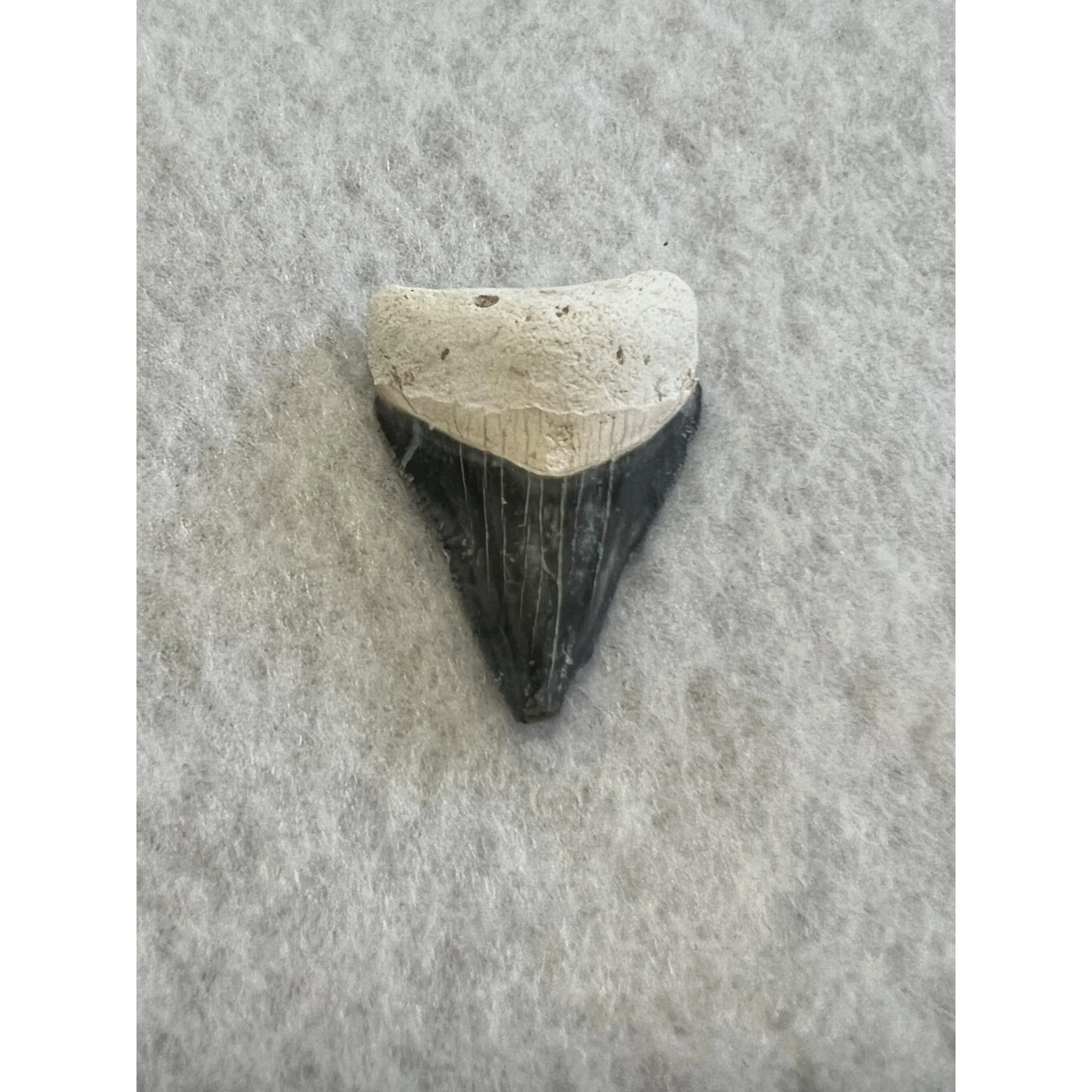 Megalodon Tooth  Bone Valley, Florida 1.50 inch Prehistoric Online