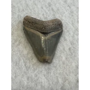 Megalodon Tooth  Bone Valley, Florida 1.82 inch Prehistoric Online