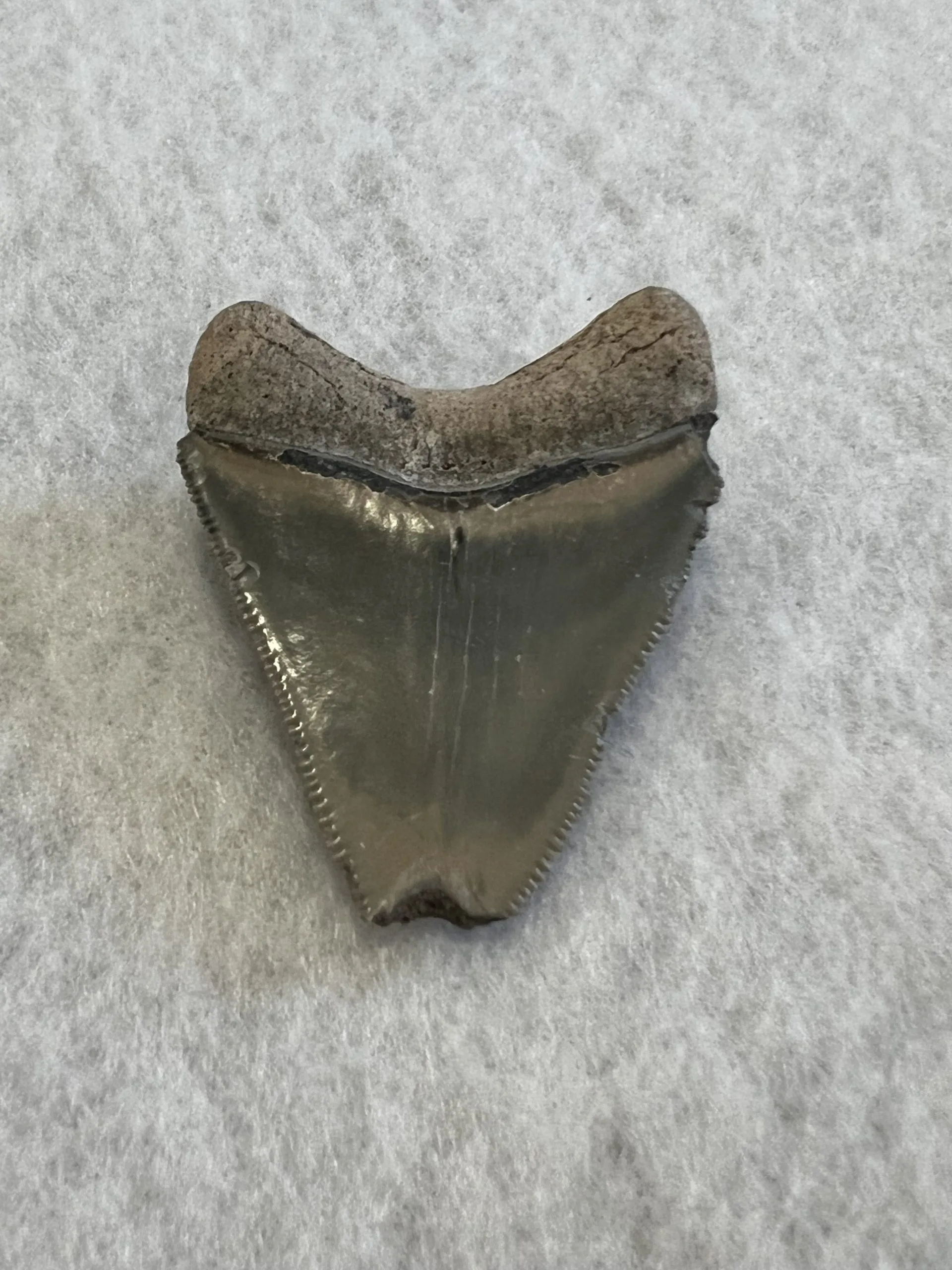 Megalodon Tooth  Bone Valley, Florida 1.82 inch Prehistoric Online