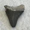 Megalodon Tooth  Bone Valley, Florida 2.19 inch Prehistoric Online