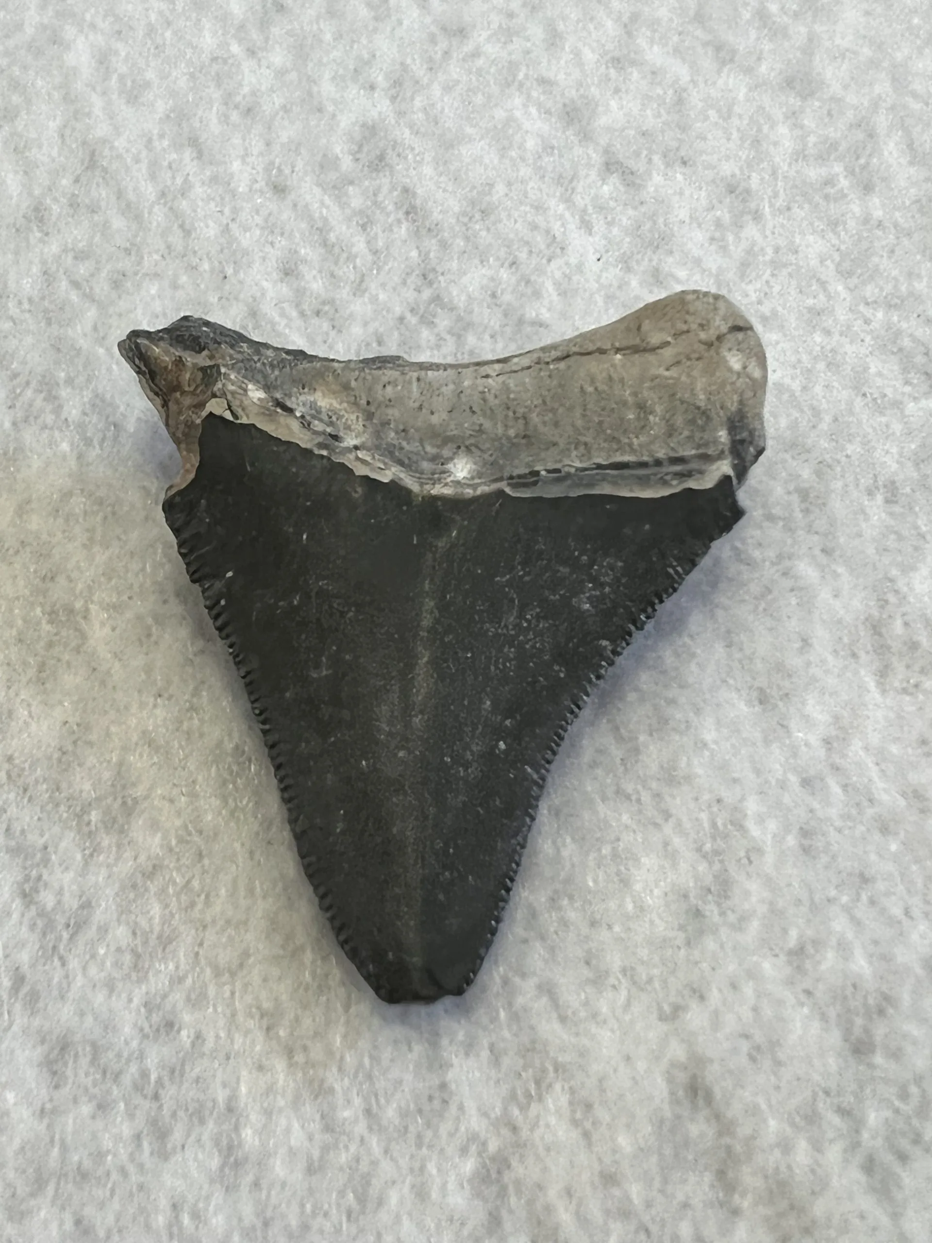 Megalodon Tooth  Bone Valley, Florida 2.19 inch Prehistoric Online