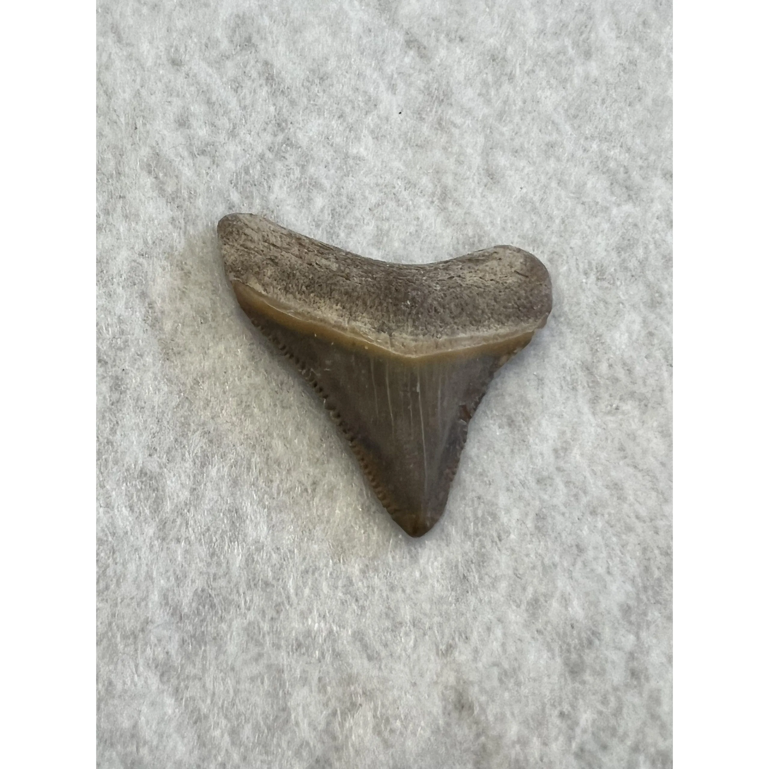 Megalodon Tooth, Bone Valley, Florida, 1.56 inch Prehistoric Online