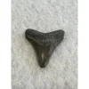 Megalodon Tooth  Bone Valley, Florida 1.56 inch Prehistoric Online
