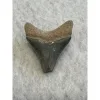 Megalodon Tooth  Bone Valley, Florida 1.52 inch Prehistoric Online