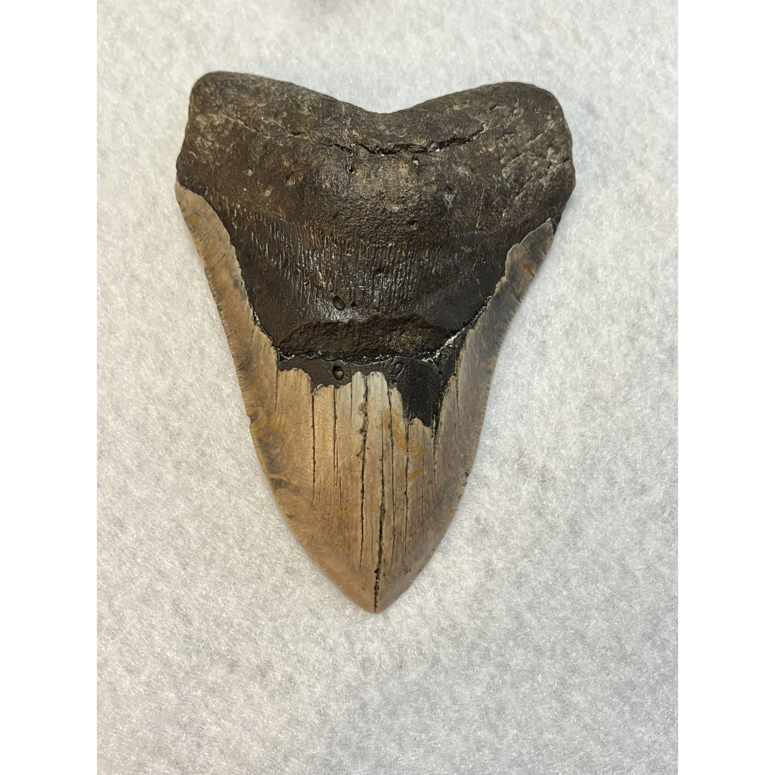 Megalodon Tooth  South Carolina 5.93 inch Prehistoric Online