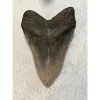 Megalodon Tooth  South Carolina 5.93 inch~ Prehistoric Online