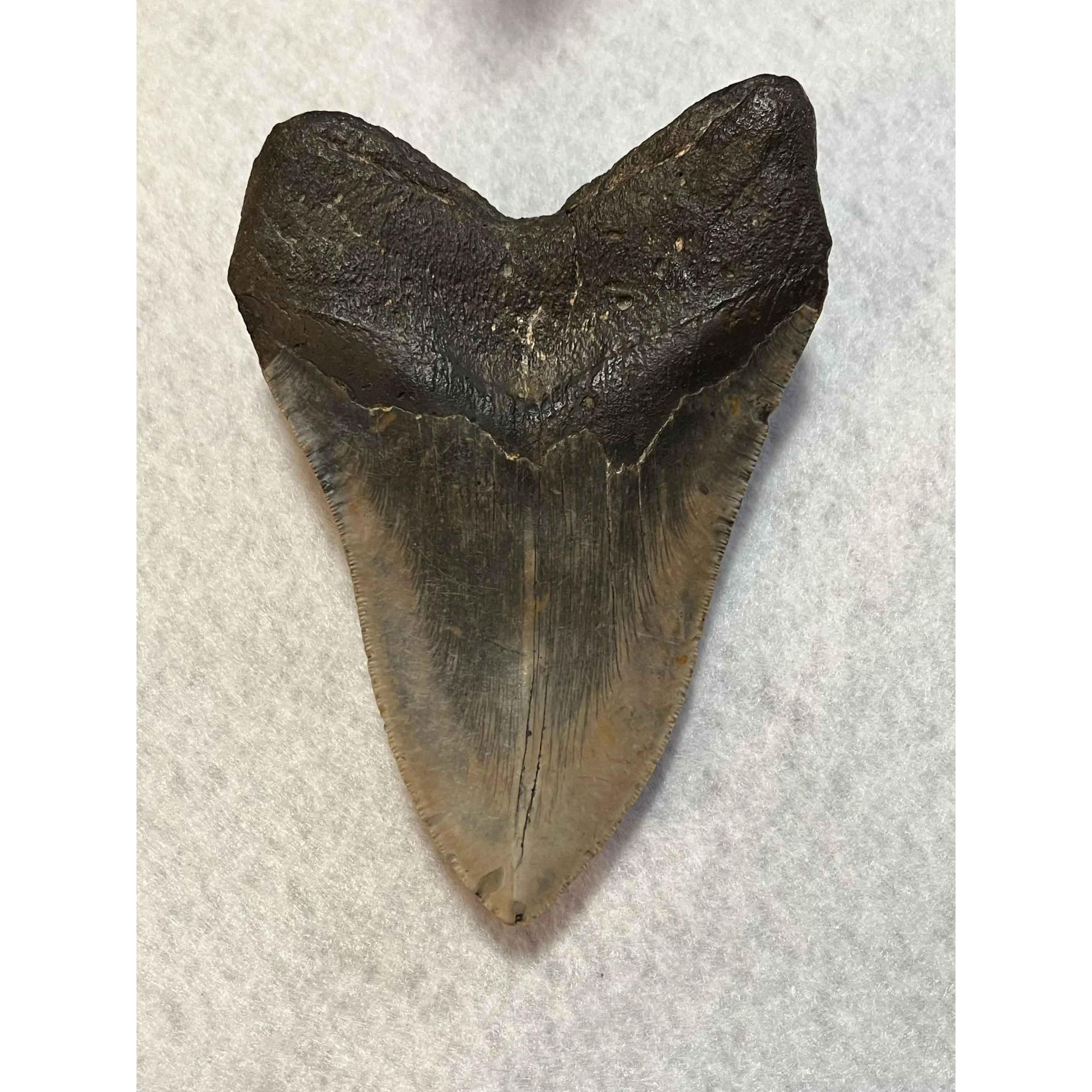 Megalodon Tooth  South Carolina 5.93 inch Prehistoric Online
