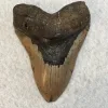Megalodon Tooth  South Carolina 5.67 inch Prehistoric Online