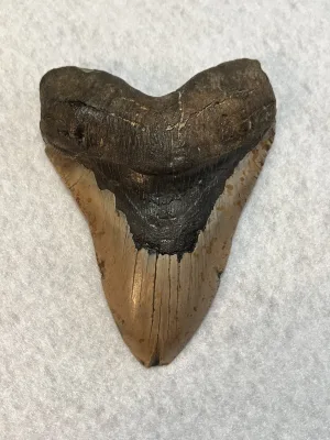 Megalodon Tooth  South Carolina 5.67 inch~ Prehistoric Online