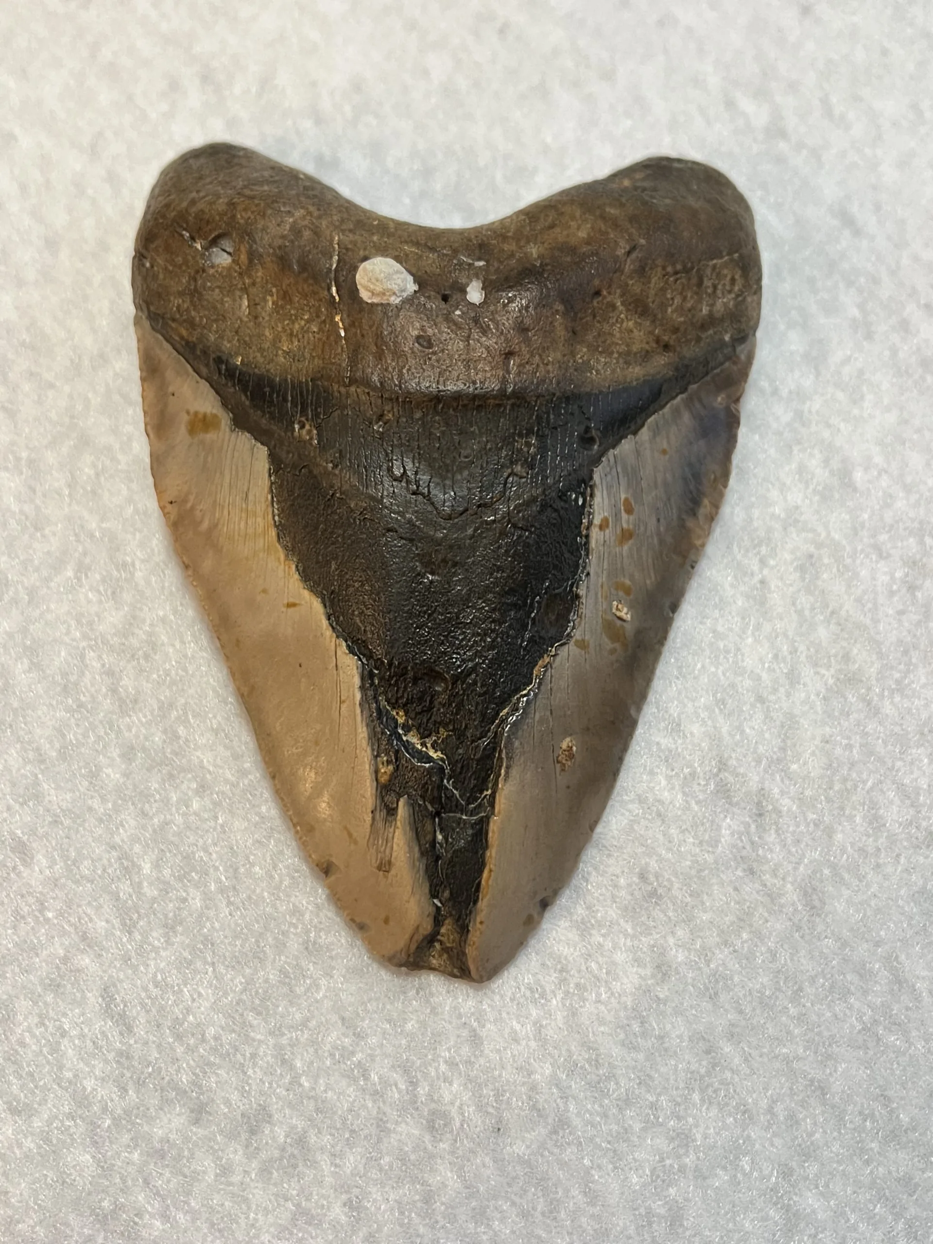 Megalodon Tooth  South Carolina 5.63 inch Prehistoric Online